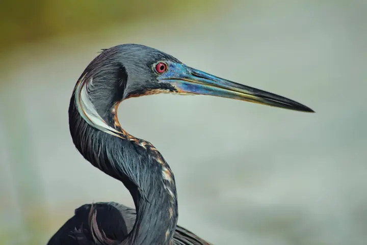 Tricolored Heron Headshot in Soft Marsh Light